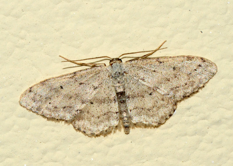Geometridae da determinare